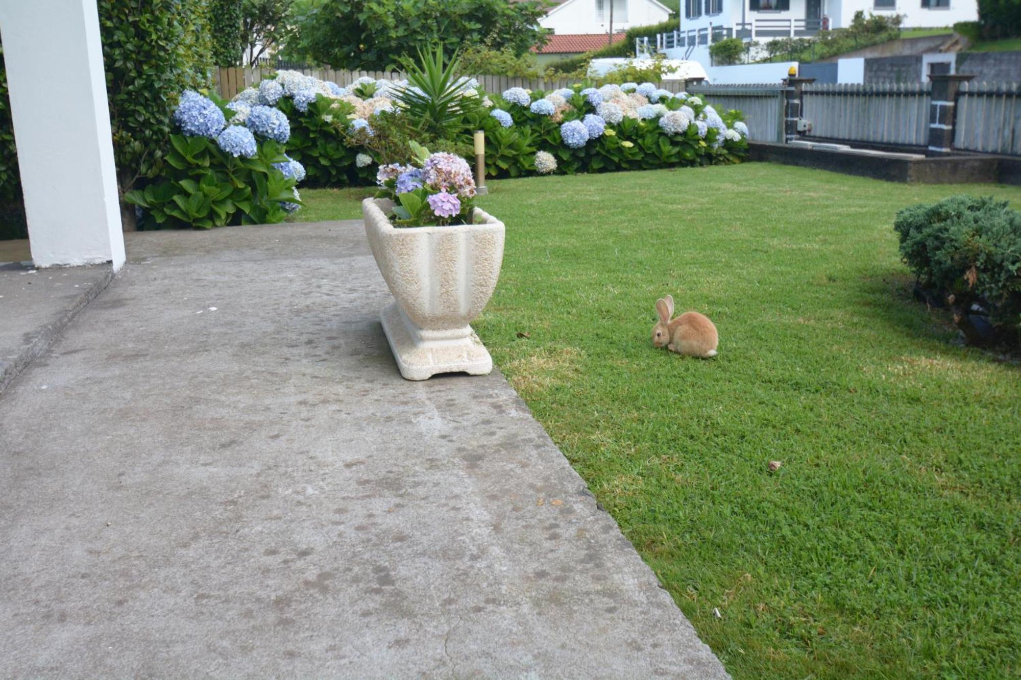 Ferienwohnung Casinha Das Hortensias Horta  Exterior foto